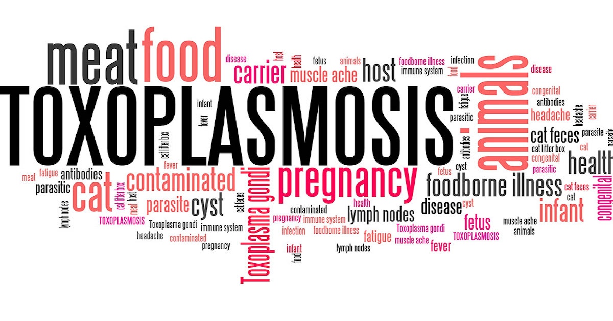 টক্সোপ্লাজমোসিস (toxoplasmosis) । গর্ভাবস্থায় কতটা ঝুঁকিপূর্ণ